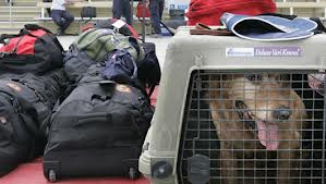 dog in crate in airport